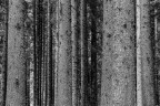 Violins Forest II