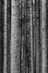 Violins Forest II
