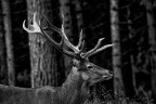 Deer I
