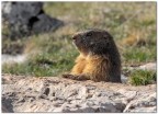 Marmotta ... prime uscite della stagione. Marmotta ... prime uscite della stagione.