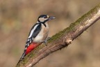 Picchio-rosso-maggiore-femmina_DSC03224