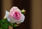 Questa rosa, dedicata al poeta francese del XVI secolo Pierre de Ronsard,  da molti definita la rosa pi bella del mondo.