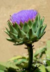 Nome scientifico del carciofo: Cynara cardunculus.
Se il carciofo non viene raccolto in tempo utile, produce un bellissimo fiore violaceo, il quale non  altro che la "barba" del carciofo lasciata crescere.