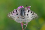 Parnassius-apollo_DSC8334