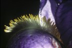 iris iris