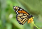 Farfalla Monarca (Danaus plexippus) su fiore di Lantana camara.