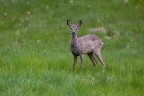 Capriolo