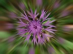 Il fiore "esploso"  un Fiordaliso (Centaurea jacea).