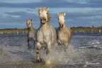 Cavalli della Camargue