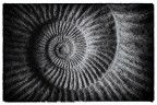 Vortice di Phi