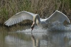 Cigno in atteggiamento aggressivo nei confronti del rivale per la delimitazione del territorio. Oasi di Alviano.