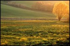 scattata vicino ad un paesino in provincia di Pisa che si chiama Santa Luce.....
velvia 100