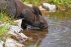 Scoiattolo-in-abbeverata_DSC05843