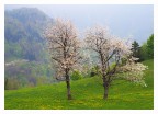 Primavera alpina