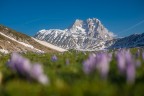 Nella prima parte di maggio Campo Imperatore diventa una vera e propria tavolozza di colori. Con lo sfondo del Corno Grande ci si muove su un tappeto colorato (qui volutamente sfocato). Se volete vedere altre immagini e vedere come ho approcciato la fotografia in questa occasione, potete guardare il video qui linkato: https://youtu.be/3Q7ZatnE1gM