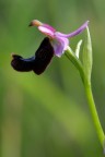 Ophrys bertolonii Ophrys bertolonii