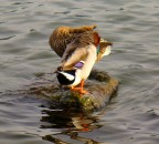 sulloscoglio sulloscoglio