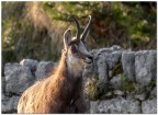 Camoscio Camoscio