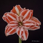 Amaryllis