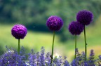 strani fiori