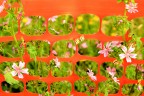 Primavera di cantiere Primavera di cantiere
