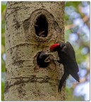 Picchio nero Picchio nero