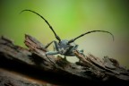 Cerambice "Lamia textor" Cerambice "Lamia textor"