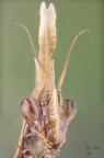 Empusa pennata (Thunberg, 1815)