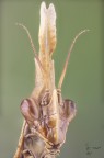 Empusa pennata (Thunberg, 1815) Empusa pennata (Thunberg, 1815)