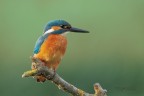 Martin-pescatore_DSC07369