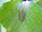 4 gocce d'acqua 4 gocce d'acqua
