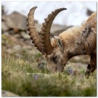 Stambecco val Camonica Stambecco val Camonica