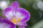Orchidea...1 Orchidea...1