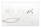 come un disegno come un disegno
