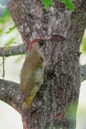 Picchio-verde-femmina_DSC06786 Picchio-verde-femmina_DSC06786