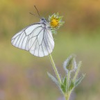 Macro_Giu2023_b