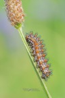 Bruco-di-Melitaea-didyma_DSC06993 Bruco-di-Melitaea-didyma_DSC06993