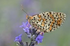 Melitaea didyma Melitaea didyma