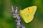 Colias crocea in alimentazione Colias crocea in alimentazione