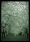 lungo il viale lungo il viale
