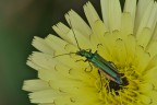 Oedemera virescens Oedemera virescens
