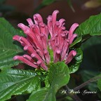 Justicia Carnea Justicia Carnea