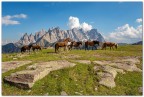 Sullo sfondo le Pale di san Martino.