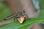 Questa  quella che io chiamo wild macro, che  sullo stesso piano della caccia fotografica. Asilide con preda. Soggetto situato una ventina di cm sopra la mia testa, ripreso a mano libera in iperestensione.