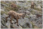 Pascoli alti... Stambecchi Pascoli alti... Stambecchi