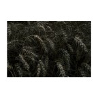 Il Tempo del Grano Il Tempo del Grano