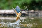 Oasi lipu di Gaggio.
pesca ricca. 
Canon eos R5 Zoom RF100-500 focale 500 a 7,1 iso 3200 1/2000 tv