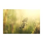 L'odore dell'erba alta al tramonto L'odore dell'erba alta al tramonto