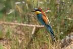Gruccione-canterino_DSC07129