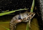 Magari non ci crederete, ma la rana, dopo essere stata per almeno venti minuti tra le fauci e nella gola del serpente,  riuscita a liberarsi, anche se non saprei dire se in seguito possa essere sopravvissuta.